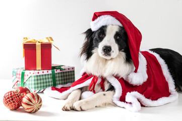 dog border collie lying down wearing Santa Claus clothes and some presents on a white background