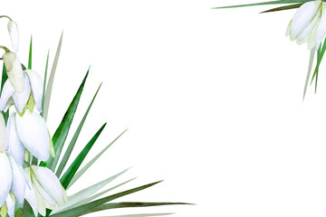 Two corner frame of exotic white yucca flowers with leaves isolated on white background. Hand drawn watercolor. Copy space.