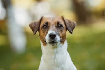 dog jack russell terrier portrait in the park