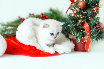 Cute snow-white pet kitten in a Santa Claus hat on the background of a Christmas tree. Pet the kittens for New Year and Christmas. The concept of pets
