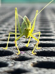 Grasshopper on the rubber ground