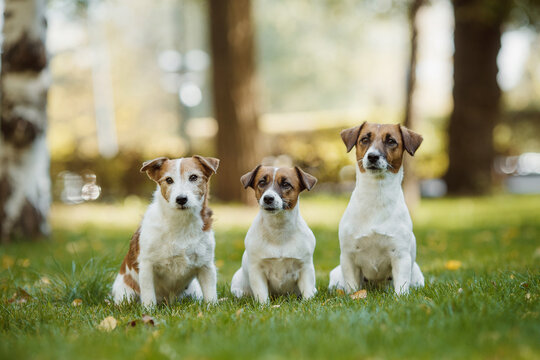 Portrait Of A Group Of Dogs Jack Russell Terrier In The Park