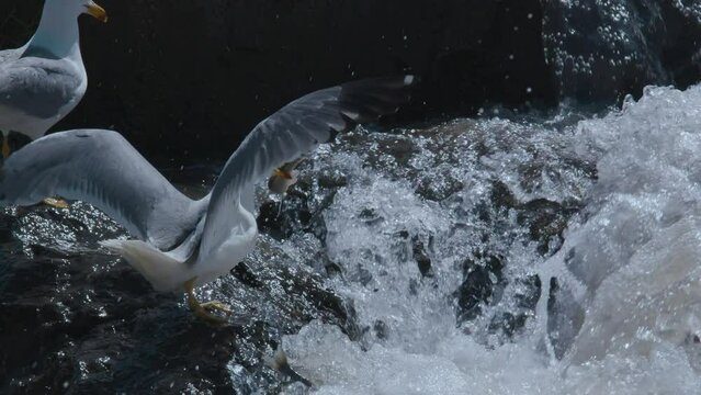 Seagulls are feeding over pearl mullets migration route in river bed, Van Lake, Turkey.