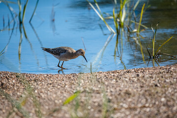 The ruff (Calidris pugnax) in a water