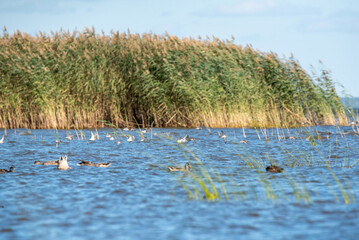 A flock of  mallards (Anas platyrhynchos) on the water, migrating birds