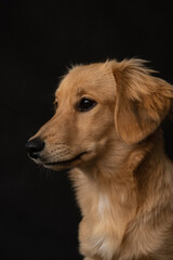 Portrait of a red dog on a black background