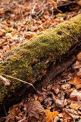 mossy log