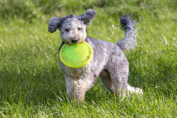 Short haired bergamasco shepherd dog on a meadow carrying a yellow flying disk in it's mouth