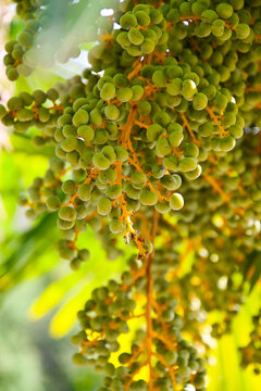 Gr&uuml;ne Datteln Frucht h&auml;ngend an einem Baum der Echte Dattelpalme (Phoenix dactylifera)
