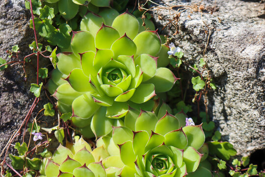 Sukkulente in den schweizer Alpen