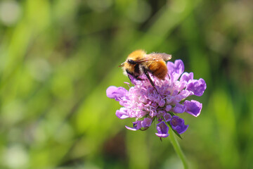Wildbiene auf Acker-Witwenblumen