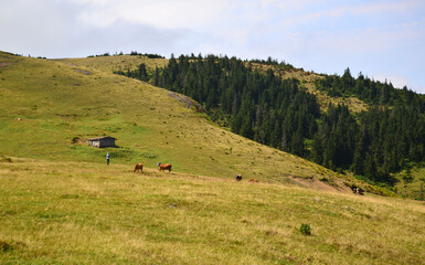 Gito Plateau, located in the city of Rize in Turkey, is one of the plateaus with its natural...
