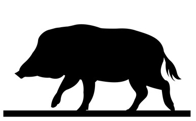 Wild boar female in search of food. Animal in natural habitat. Wild pig illustration. Isolated on white background. Vector.