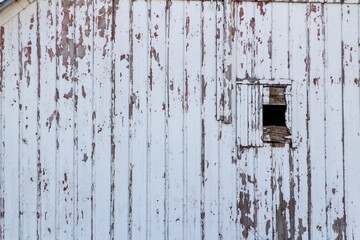 Full frame abstract texture background of a deteriorating century old barn wall and door, with peeling white painted vertical siding