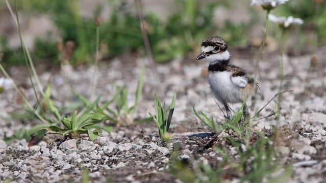 Baby killdeer (charadrius vociferus) walking outdoors