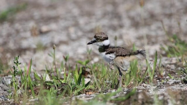 Baby killdeer (charadrius vociferus) walking outdoors