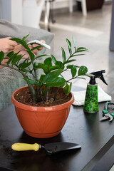 House Plant care and urban jungle garden concept. Home gardener taking care of Zamioculcas. Hands clean green leaves and spraying water on indoor house plant. Interior with a lot of plants