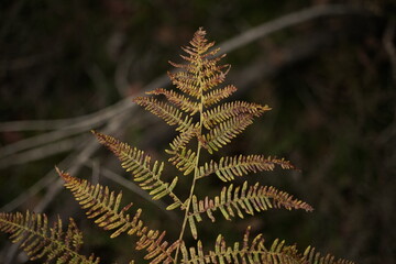 Farn Kraut in der Heide zur herbstlichen Jahreszeit