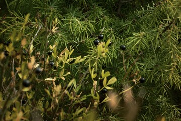 Autumn forest, shrub jasmine bush with spherical shiny black berries, mountains of the Black Sea coast, Russia, selective focus