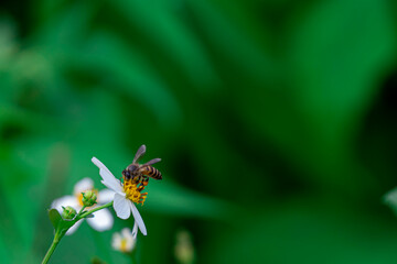 Honey bees comb one by one the yellow flower buds to look for nectar and pollen