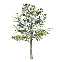 Front view of Plant ( Elm 1) Tree png 