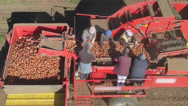 Aerial view workers with tractor and agricultural machine picking onion on the field. Drone shot of onion harvest with automated picker machine, rural scene