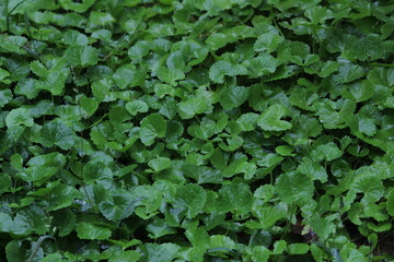 top angle view of Group of green leaves or leafs on the rainy day with some rain drops on that