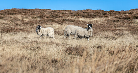 Grazing sheep in Yorkshire moorland, England