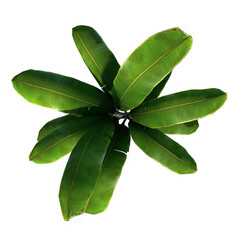 Top view of Plant (banana tree palm 1) Tree png