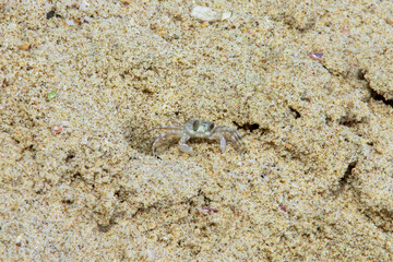 Beach crabs make nests by making holes in the sand and foraging around the beach