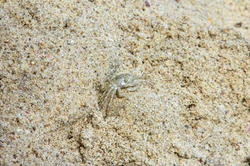 Beach crabs make nests by making holes in the sand and foraging around the beach
