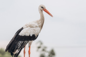 Close-up shot of White Stork (Ciconia ciconia)