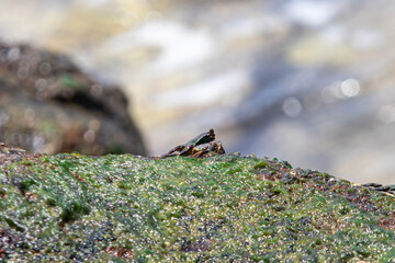 Green Crab among the Rocks looking for food that is always hit by the waves
