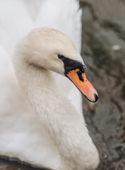 White Swan. Close up shoot of head