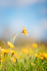 Close up of the tiny yellow flower field. Bokeh depth of field effect in daytime