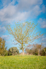 Single tree in Autumn, outdoor daytime