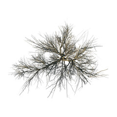 Top view of Plant (Snowy Tree Winter 15) Tree png 
