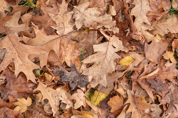  beautiful  leaves in the forest