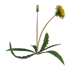 Front view of Plant Flower (Dandelion Taraxacum officinale 3) Tree png © Emmanuel Vidal