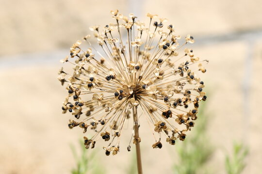 Zierlauch vertrocknet im Herbst