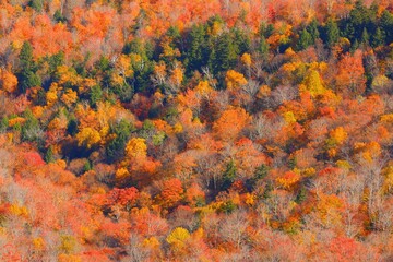 Beautiful scenery of Fall Foliage field in the Northeast United States - obrazy, fototapety, plakaty