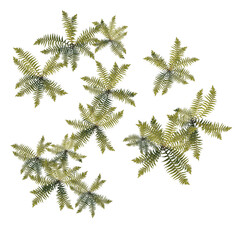 Top view of Plant (Ferns 1) Tree png 