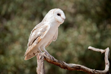 the barn owl is standing on a perch