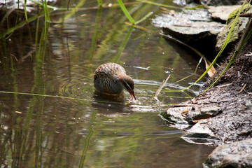 the buff banded rail is tan white and black with a white stripe over its eye