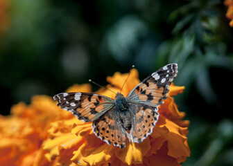 Orangle butterfly on orange flower