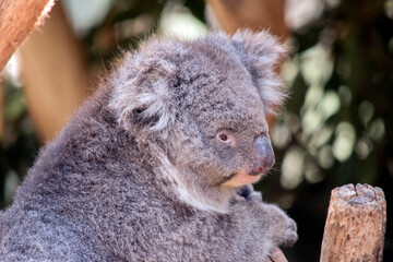 koalas are grey-brown in color with a white chest, they have white fluffy ears and a big black nose