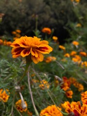 bright orange french marigold in public garden