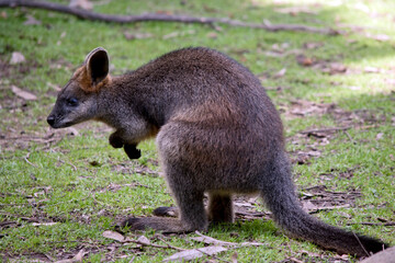 the swamp wallaby is a large grey wallaby  with a tan arms and top of head