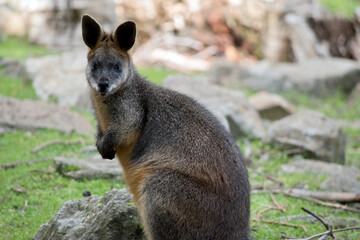 Naklejka na ściany i meble the swamp wallaby is a large grey wallaby with a tan arms and top of head