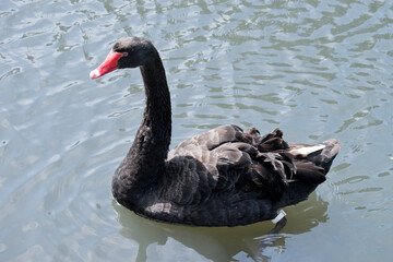 the black swan is swimming in the lake